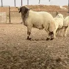 خروف نعيمي صنف فاخر شرط القريع