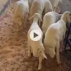 بهم حري طيب بالحيل ونظيف شرط