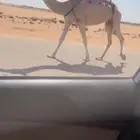 عشرا بكر طيبه تحتها بكره طيبه