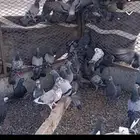 مطلوب حمام بلدي