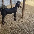 جفره عمر ثلاث شهور