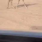 للبيع قعود حق رماني كفووو