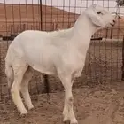 مشروع فحل حري جرم ومد وراس فاخر