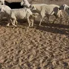 غنم حريات شياة   الدوادمي
