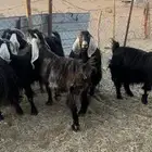 معزا دفيع وفيها مقاريب