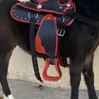 سرج سيسي