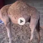 قعدان طيبه