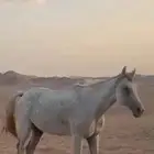 حصان
