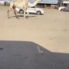 خفوت وضحا كفوو