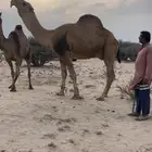 للبيع البعير الحمر الكفو