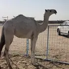 بكره باتليه للبيع