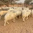 غنم حري