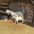 عنز ثنية معها تيس