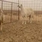 فحل حري صنف مشروط   تم البيع