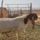 تبس فحل هولندي صنف
