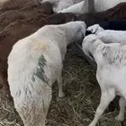 سواكن طيبة مرابي 6 شهور