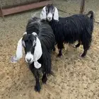 معزا حليب شرط