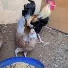 دجاج بلدي دندراوي
