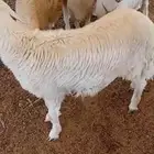 بهم للبيع