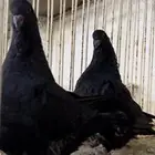 فرنش موندين