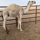 قعود فاخر