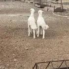 2 طليان
