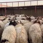 خرفان