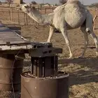 حاشي مفرورد للبيع