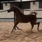 مهر مكس فاخر