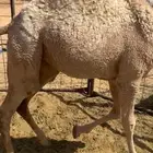 بكره فل شحم حليب