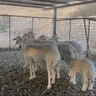 شياة حريات ثنوات وربع ووحده متبع