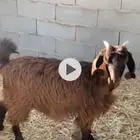 للبيع تسين و جفره