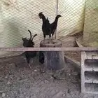 ديكين اخوان اندنوسي