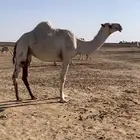 ناقة بكره لقحة لقية