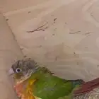 زوج كنيور للبيع