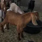 تيس مغلق
