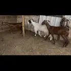 معزا للبيع