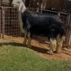 فحل نجدي مشروط