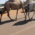 ضروبه شقحه