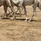 قعود على حليب امه