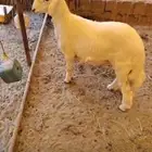 تمنيه شعف شهران