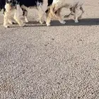 الرخال نجد صنف