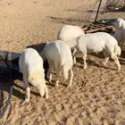 طليان كفوا ونضيفه