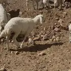 خرفان ورخال وتيوس
