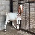 تيس صنف مطور العمر 4 اشهر تقريبا
