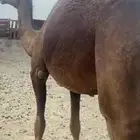 للبيع لقحا زرقاء طيبه الحد 7500