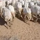 شياه حريات عددها 46