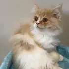 قط للبيع هملايا وبيكي فيس مع أكله وحقيبته ودفترالتطعيم3شهور