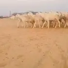 غنم مراح حريات