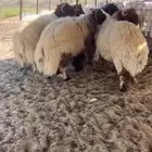 جبر نعيمي بلدي - فاخر